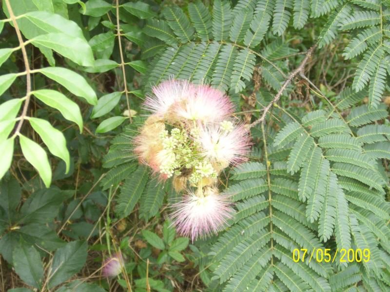 Mimosa flower.