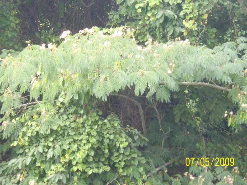 Mimosa tree.  At an exit on I-59 North, GA