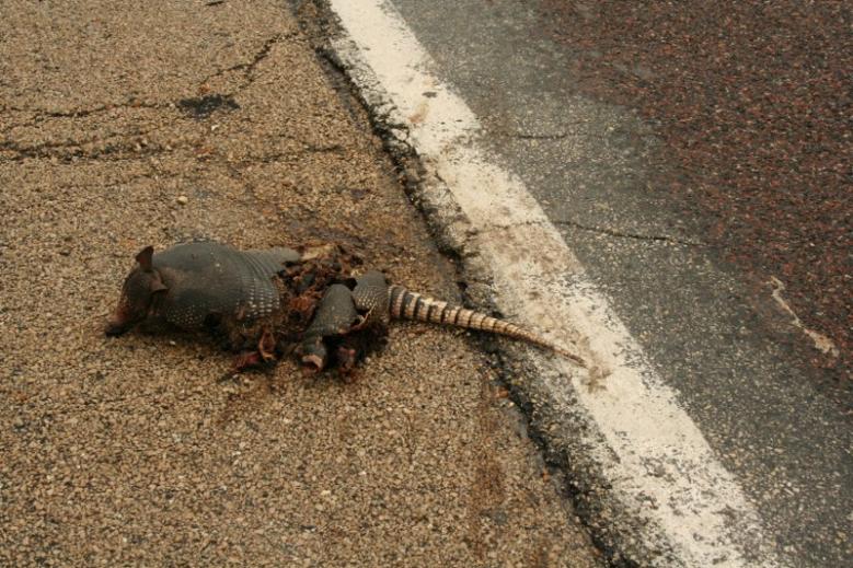 MO style road kill - armadillo