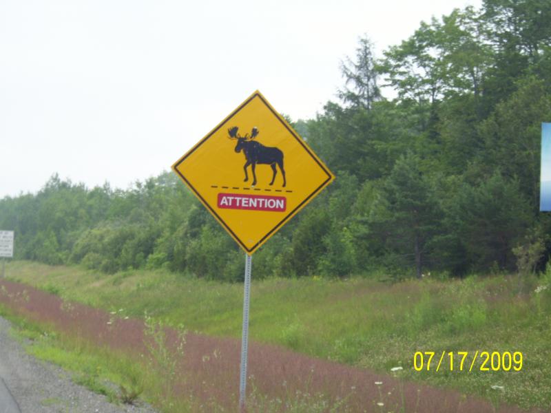 Moose alert! Didn't see any thankfully.