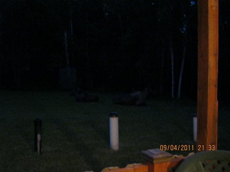 Moose bedded down for the night in my yard  (Center/right)

You have to look hard