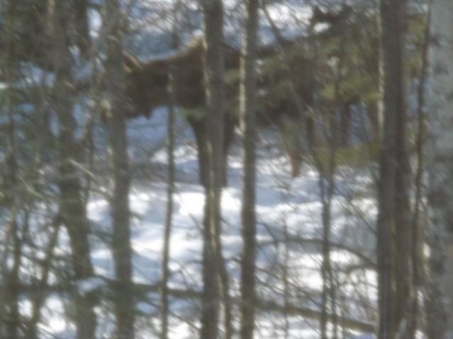 Moose in my woods winter 2013