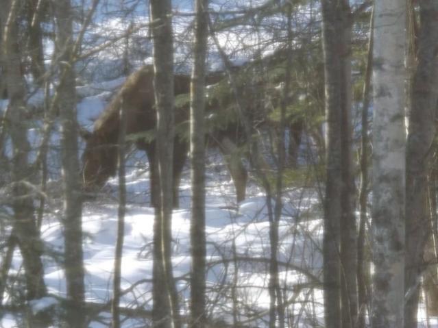 Moose in my woods, winter 2013