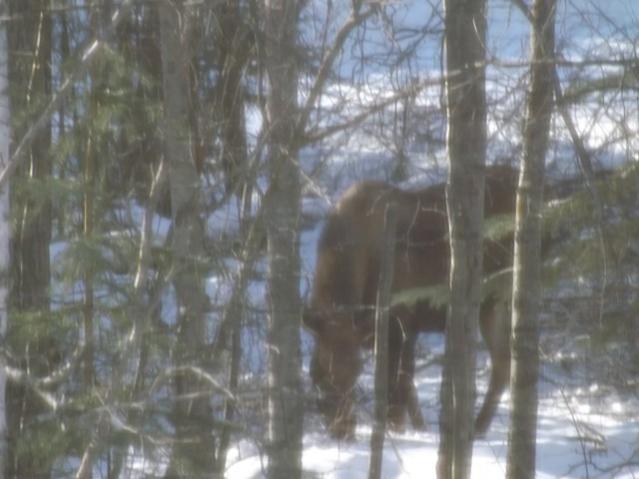 Moose in my woods, winter 2013