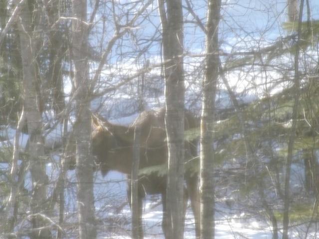 Moose in my woods, winter 2013