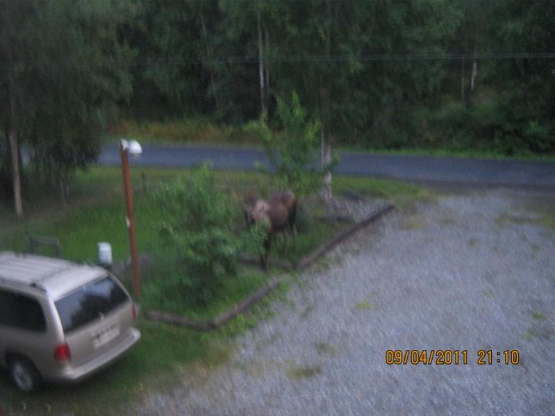 Moose in my yard