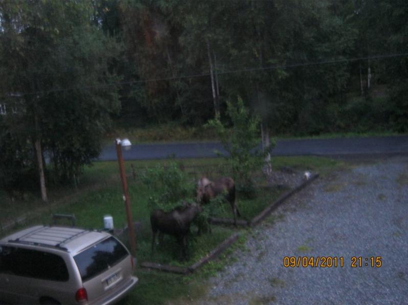 Moose in my yard