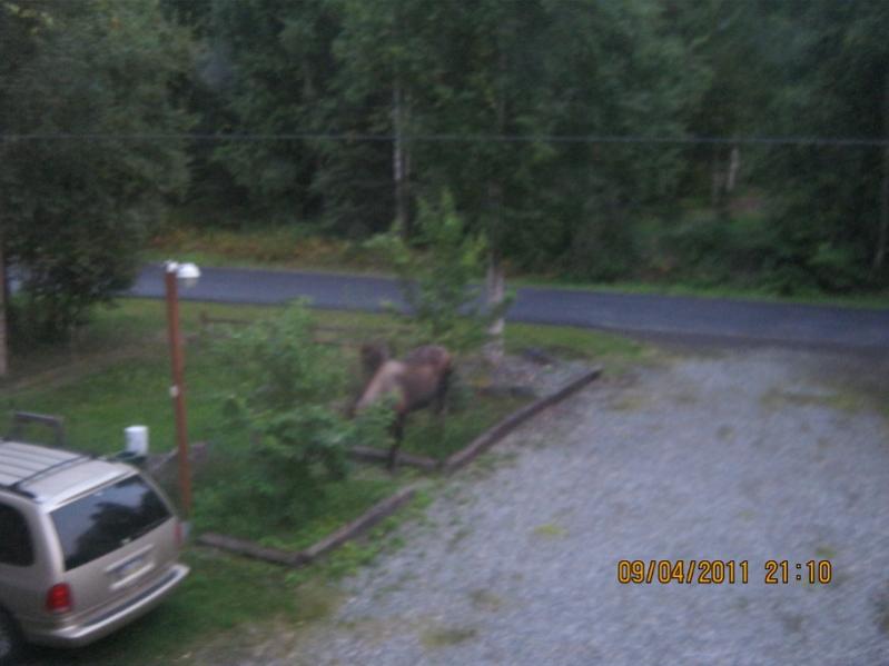 Moose munching in my yard