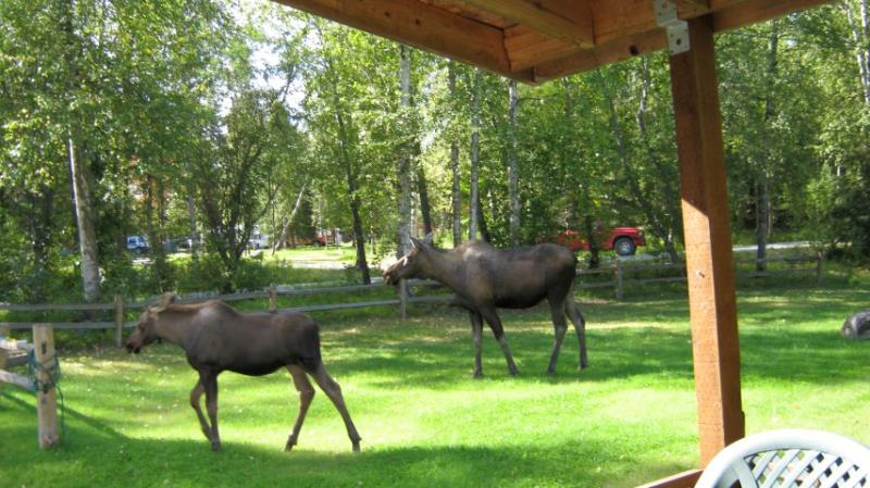 Moose visit 8/2015