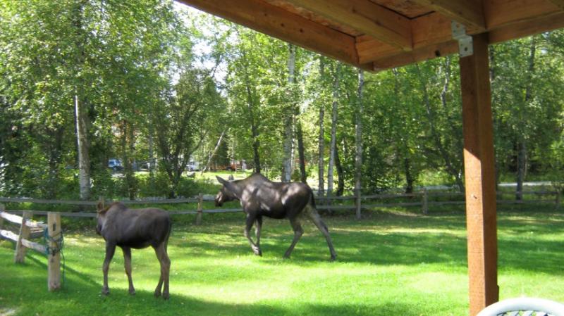 Moose visit 8/2015