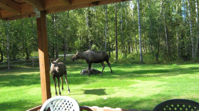 Moose visit 8/2015