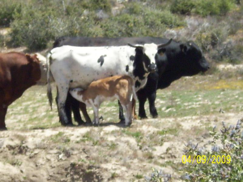Motherhood, Manzanita, CA