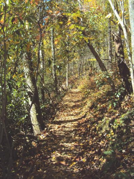 Mountain trail at Joyce Kilmer Memorial Forest