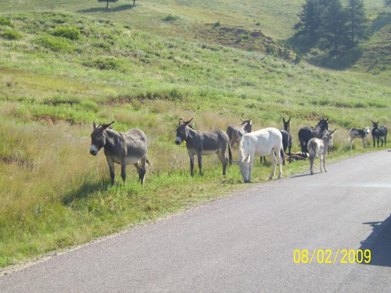 Mules, burros or whatever.