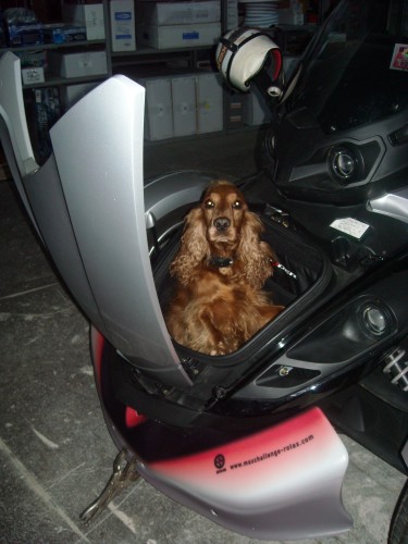 my dog in "something" like a sidecar