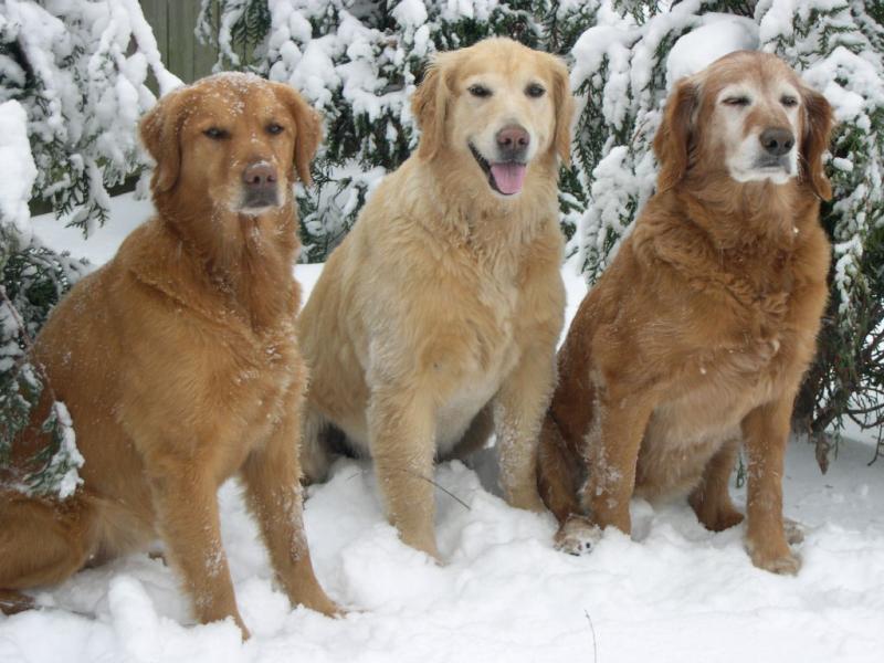 My Girls -- Golden Retrievers