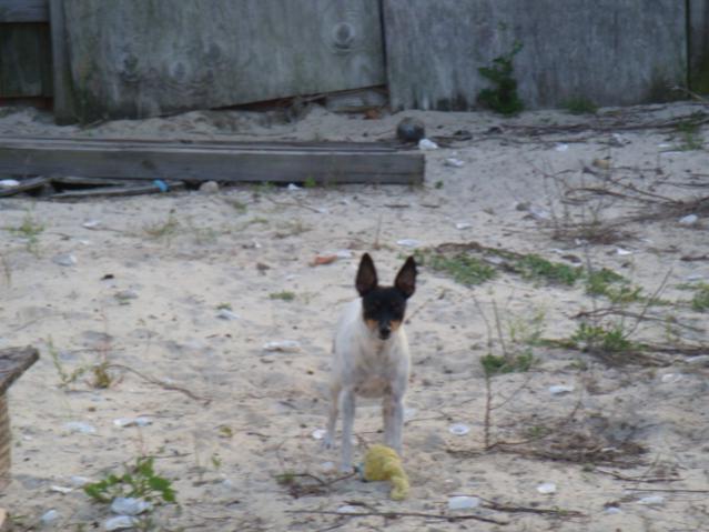 My little Buddy loves cats.