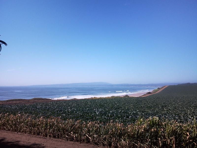 Nearby xcrops by rhe sea