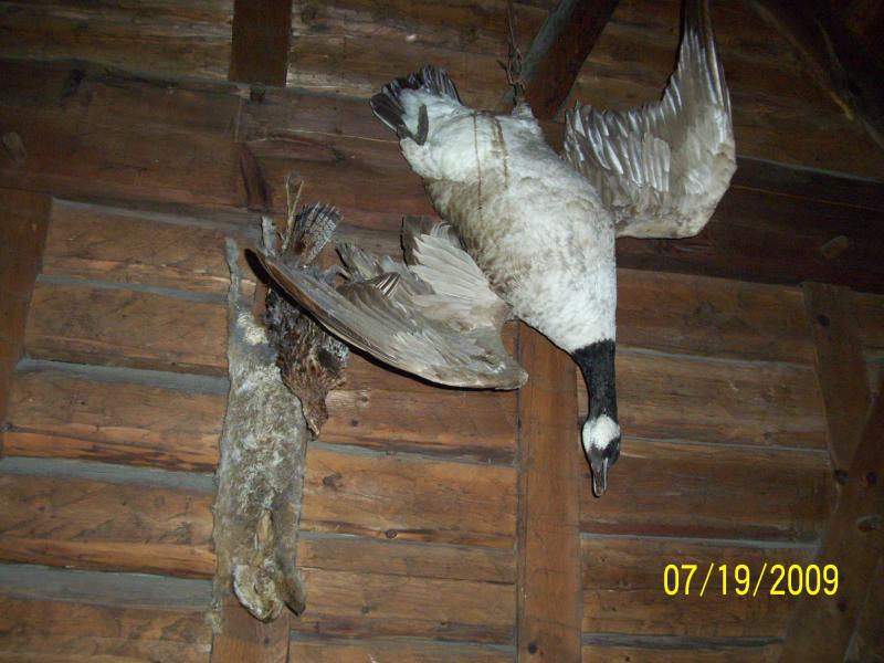 Nope, these fowl were not authentic-probably foul by now!