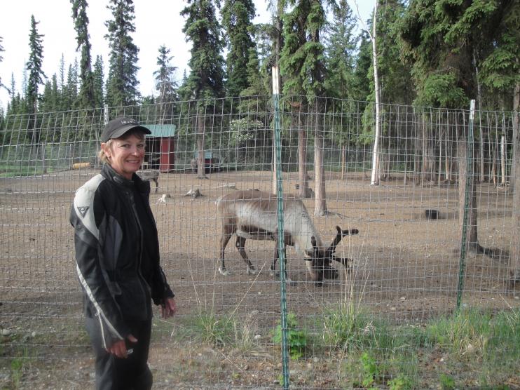 North Pole, AK - Rudolph snacking.