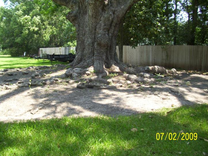Oak tree.  Notice the roots traveling above the ground.  What looks like rocks are the roots.