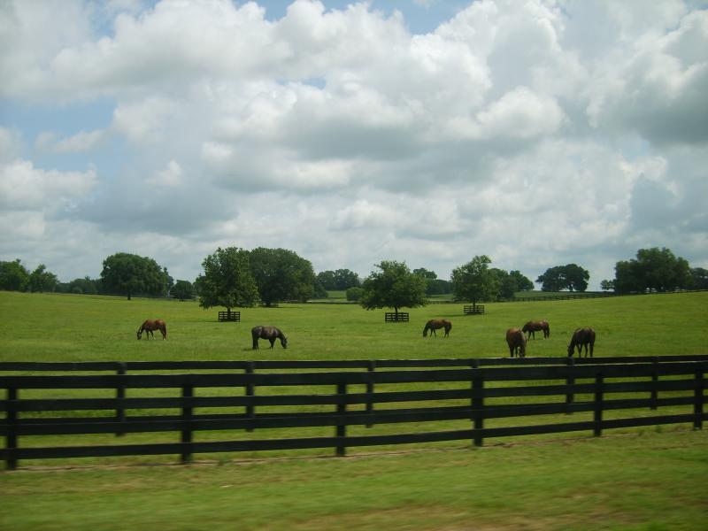 Ocala Fl, Horse Country