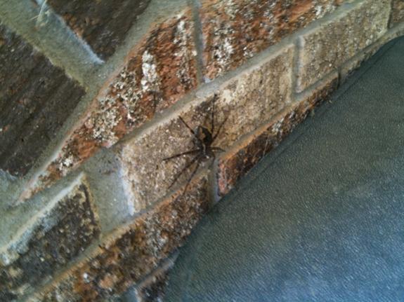 One of only two 'Spyders' I saw on my trip.