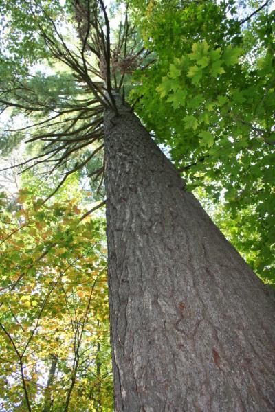 One of the beautiful huge white pines that never got logged out!