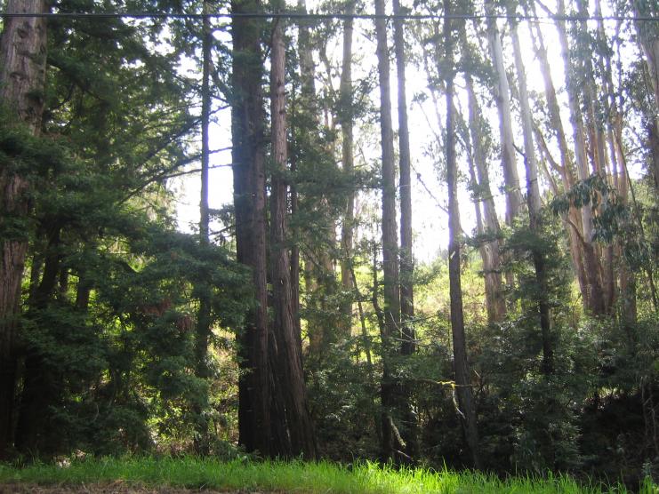 Overlooking Tunitas Creek Rd.