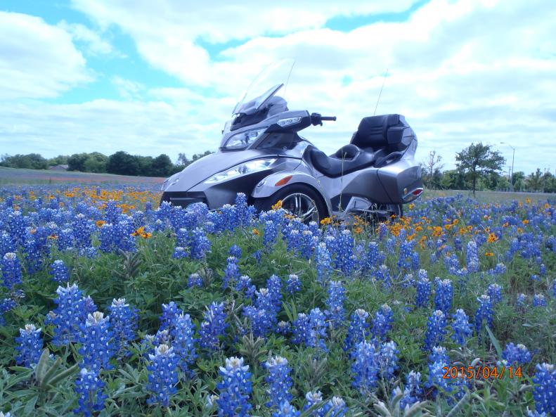 P4140003Texas Bluebonnets