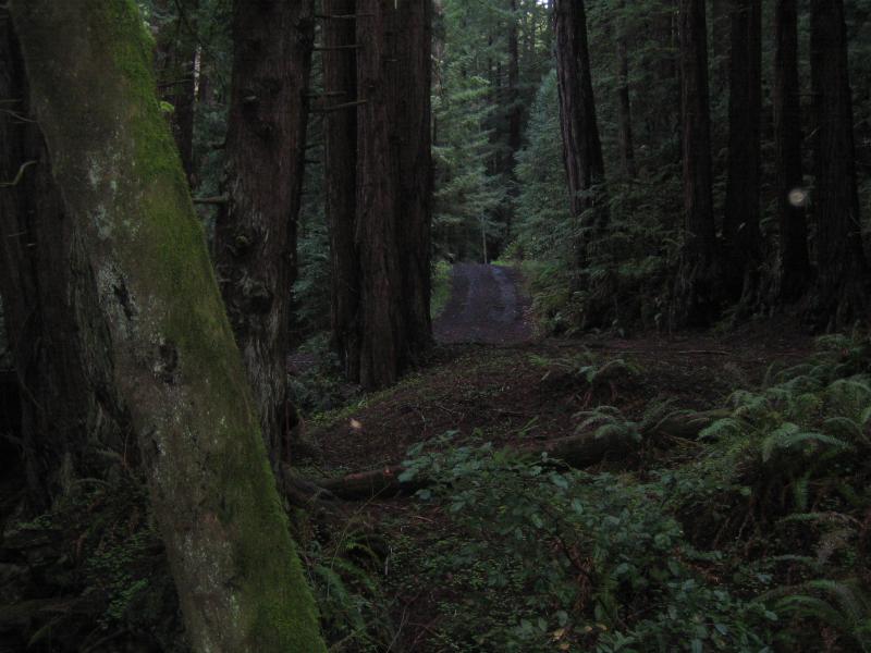 Pathway leading from bridge over Tunitas Creek