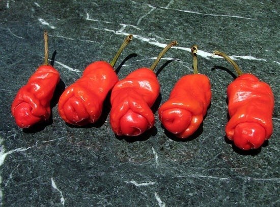 Penis Peppers