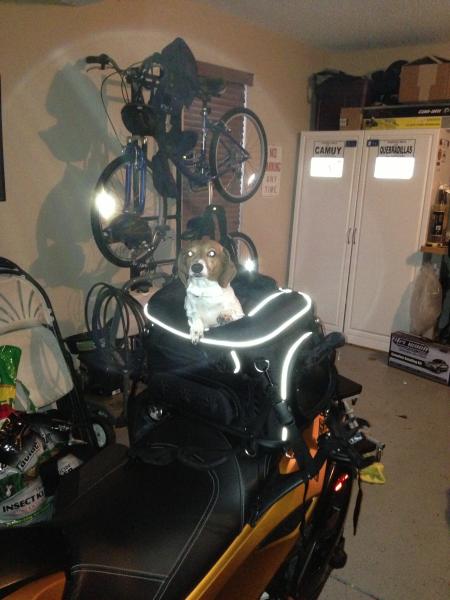 Phoebe trying out crate!