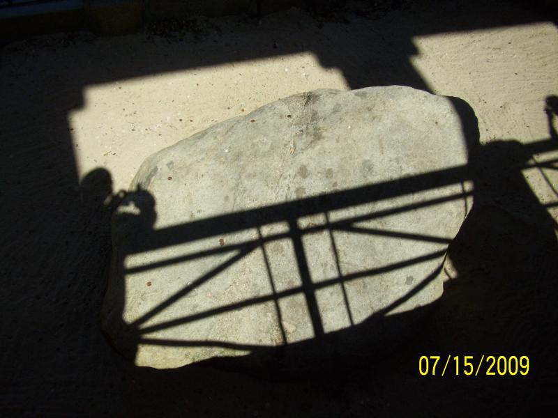 Plymouth rock; hard to get a good shot, it looks just like a big rock.
