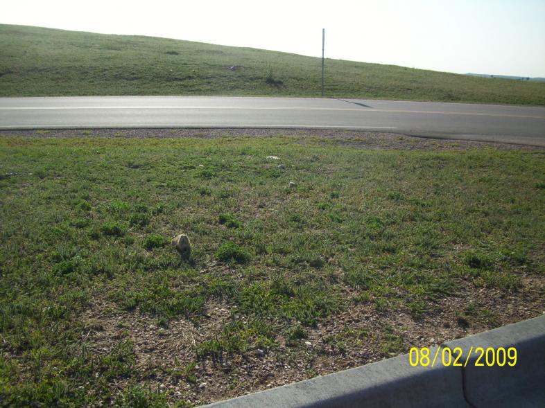 Prairie dog town.