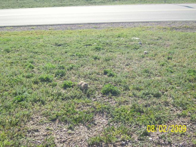 Prairie dog town.