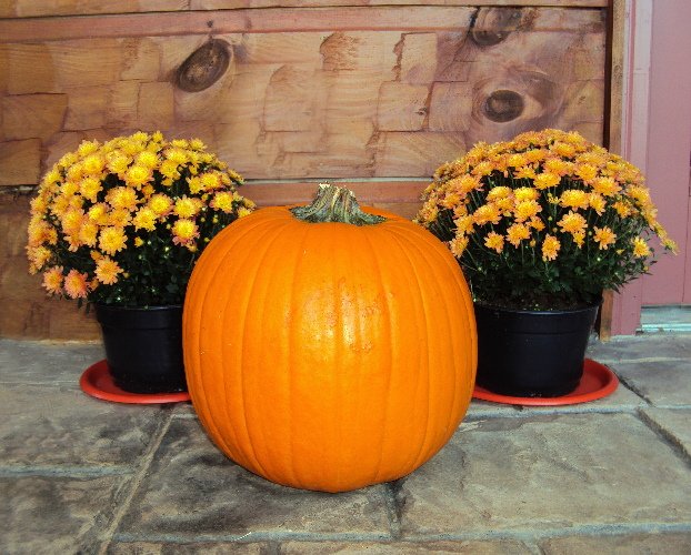 Pumpkins and golden mums -- a NC autumn tradition