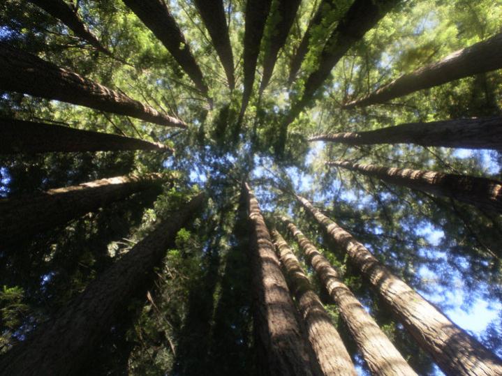 Redwoods at Ciao Bella