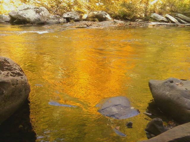 Reflections in the poplar forest