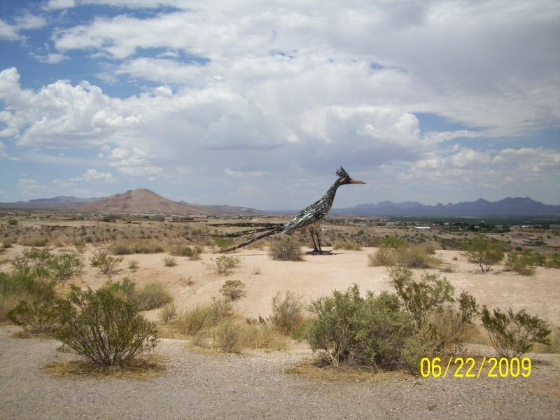 Road Runner from same Rest Area near Los Cruces, NM