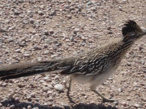 Roadrunner