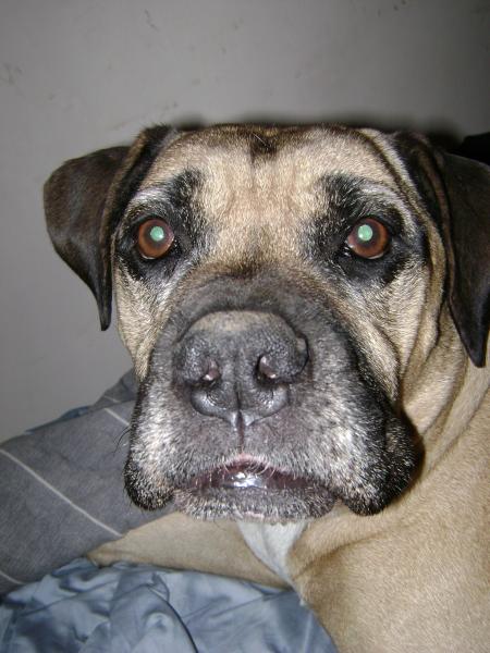 Sarge 13 yrs bulldog