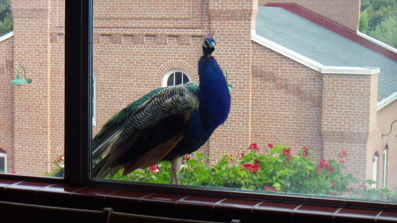 Schell Brewery tour.  Live peacock on second story window flower box.
