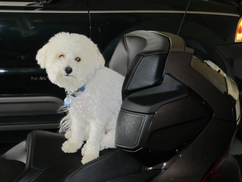 Sir Jake of Piney Woods