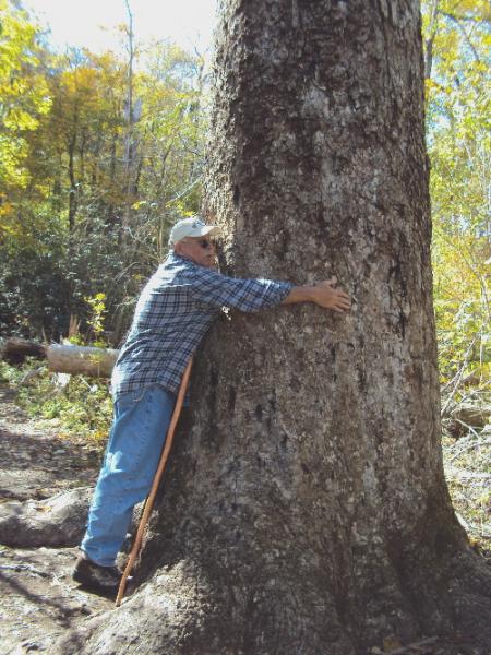 Size XXL tulip poplar in Joyce Kilmer Memorial Forest