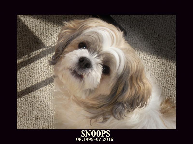 SNOOPS
