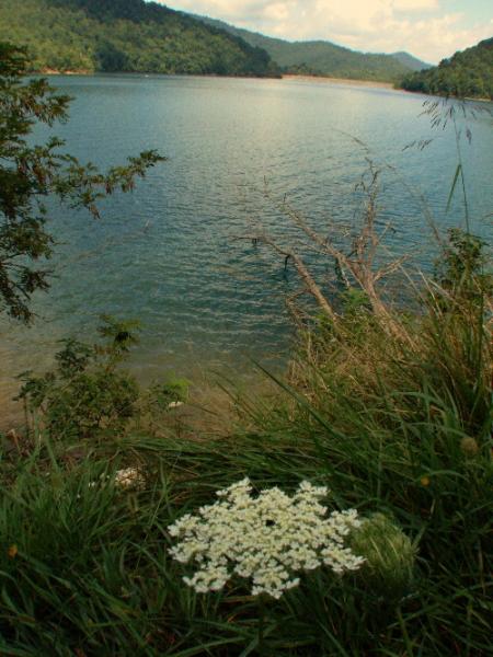 South shore Nantahala Lake