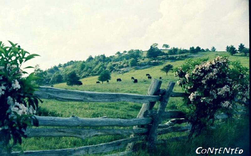 southern 151  Cattle grazing along the Blue Ridge Parkway