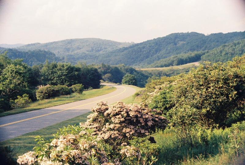 southern 182 Rhododendron along the Blue Ridge Parkway, north of Ashville, NC, 1977