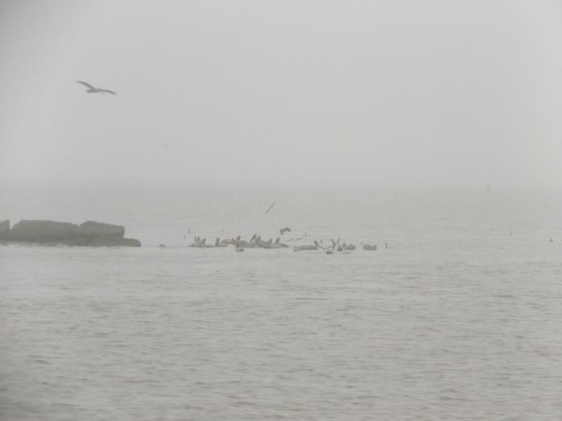 Spyder on the Bayou Cajun Conntry 086